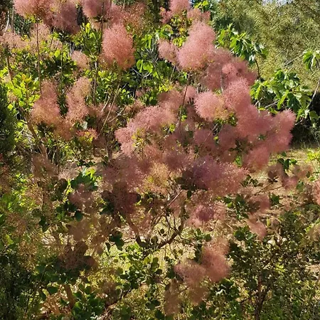 Classee 5* 7 Piscine A 5'