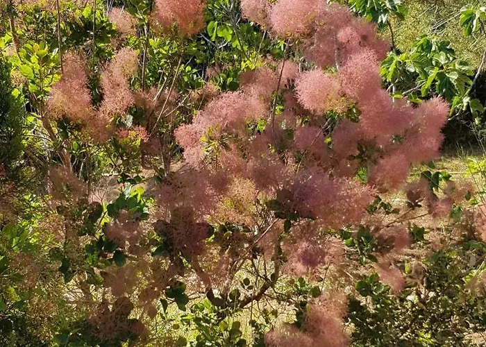 Classée 5* 7 Piscine à 5'